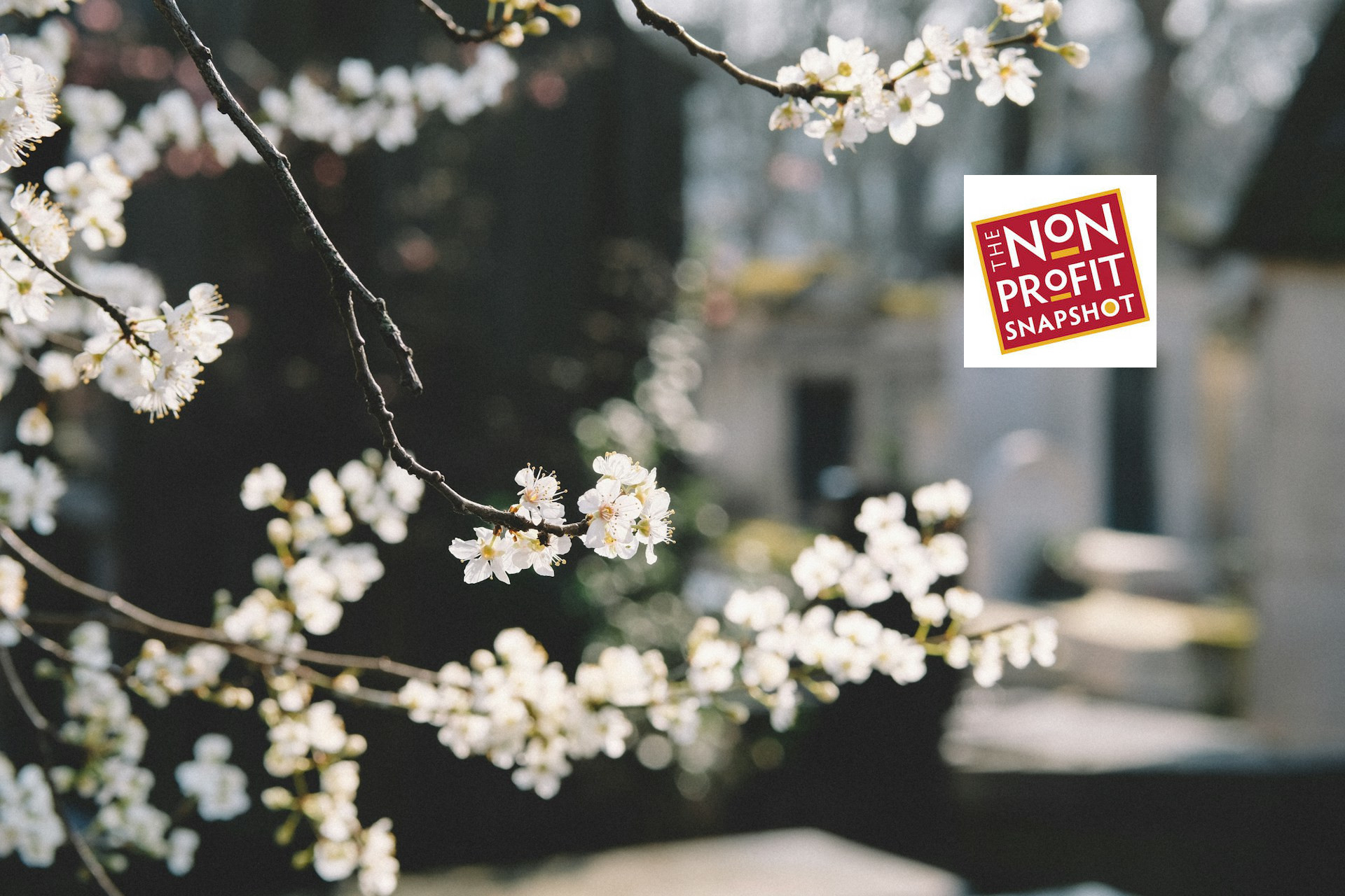 What Board Members Need to Know During Nonprofit Dissolution